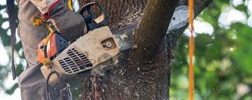 Best Hazardous Tree Removal  in Portsmouth, NH