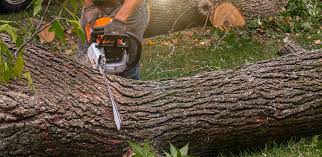 Best Lawn Pest Prevention  in Portsmouth, NH