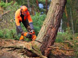 Trusted Portsmouth, NH Tree Care Experts