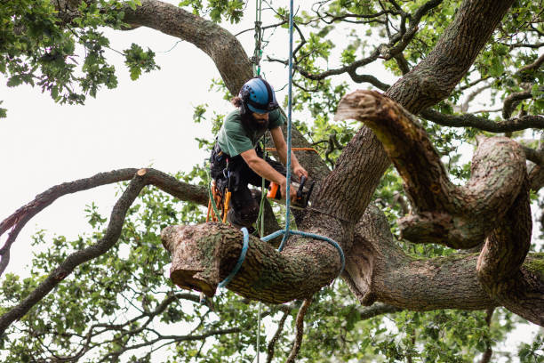 How Our Tree Care Process Works  in  Portsmouth, NH