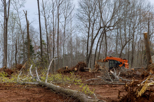 Best Stump Grinding and Removal  in Portsmouth, NH