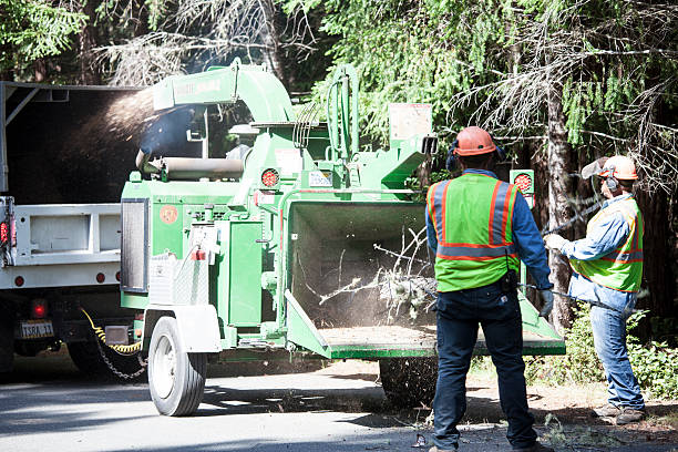 Tree and Shrub Care in Portsmouth, NH