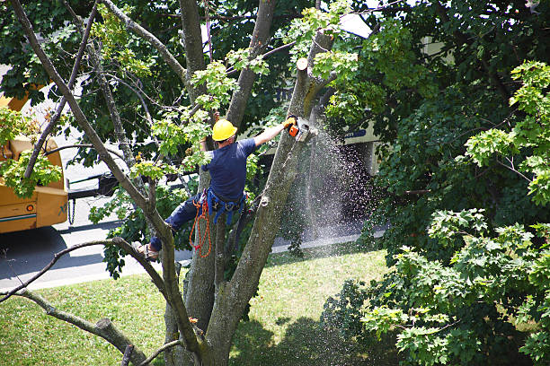 Best Tree Fertilization  in Portsmouth, NH