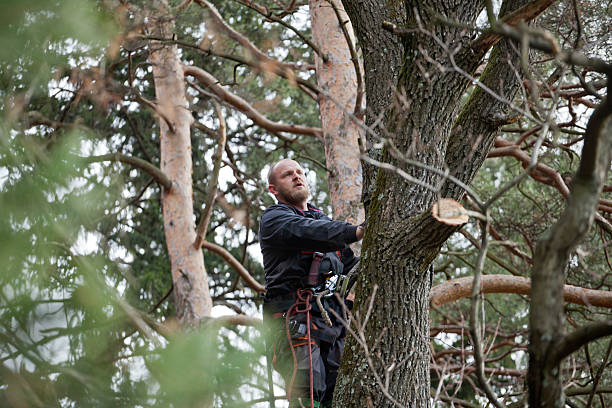 Leaf Removal in Portsmouth, NH