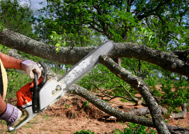 Best Tree Mulching  in Portsmouth, NH