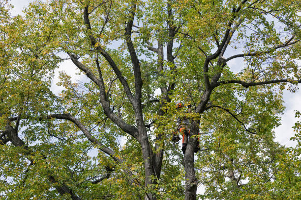 Best Fruit Tree Pruning  in Portsmouth, NH
